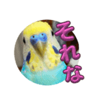 ルキちゃん セキセイインコ4（個別スタンプ：3）