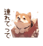 萌太郎柴犬（個別スタンプ：20）