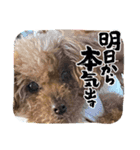 我が家のあろはちゃん7（個別スタンプ：5）