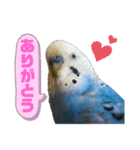 ぴーちゃんPart4（個別スタンプ：3）