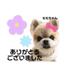ハッピー・わん（個別スタンプ：4）