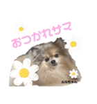 ハッピー・わん（個別スタンプ：12）