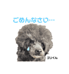 ハッピー・わん（個別スタンプ：13）