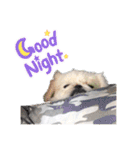 ペキニーズのロイくん2（個別スタンプ：3）