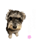 はちらむきゅーぴー（個別スタンプ：2）