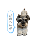 はちらむきゅーぴー（個別スタンプ：8）