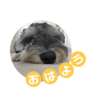 はちらむきゅーぴー（個別スタンプ：13）