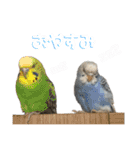 はちらむきゅーぴー（個別スタンプ：14）