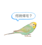 はちらむきゅーぴー（個別スタンプ：17）