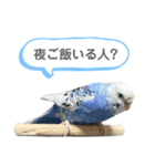 はちらむきゅーぴー（個別スタンプ：18）