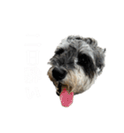 はちらむきゅーぴー（個別スタンプ：23）