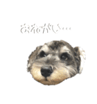 はちらむきゅーぴー（個別スタンプ：34）