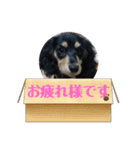 Ⓜ️ダックス（個別スタンプ：6）