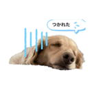 ターボ犬とハイネ犬（個別スタンプ：1）
