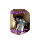 ターボ犬とハイネ犬（個別スタンプ：3）