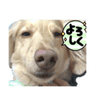 ターボ犬とハイネ犬（個別スタンプ：4）