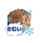 ターボ犬とハイネ犬（個別スタンプ：5）