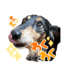 ターボ犬とハイネ犬（個別スタンプ：7）