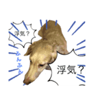 ターボ犬とハイネ犬（個別スタンプ：8）
