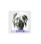 観葉植物の気持ち（個別スタンプ：16）