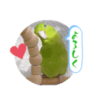 マメルリハ達15（個別スタンプ：1）