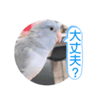 マメルリハ達15（個別スタンプ：3）