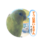 マメルリハ達15（個別スタンプ：6）