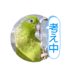 マメルリハ達15（個別スタンプ：9）