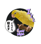 マメルリハ達15（個別スタンプ：10）