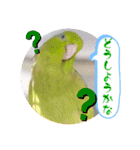 マメルリハ達15（個別スタンプ：13）