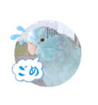 マメルリハ達15（個別スタンプ：16）