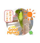 マメルリハ達15（個別スタンプ：17）