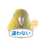 マメルリハ達15（個別スタンプ：22）