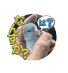 マメルリハ達15（個別スタンプ：23）