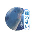 マメルリハ達15（個別スタンプ：24）