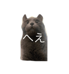 猫たち(なかまたち)（個別スタンプ：1）