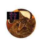 猫たち(なかまたち)（個別スタンプ：3）