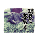 猫たち(なかまたち)（個別スタンプ：6）