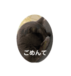 猫たち(なかまたち)（個別スタンプ：7）