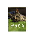猫たち(なかまたち)（個別スタンプ：8）