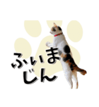 ばーん家のにゃんこ達（個別スタンプ：1）