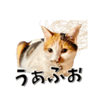 ばーん家のにゃんこ達（個別スタンプ：2）