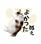 ばーん家のにゃんこ達（個別スタンプ：3）
