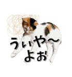 ばーん家のにゃんこ達（個別スタンプ：4）