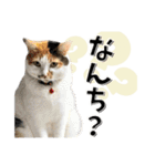 ばーん家のにゃんこ達（個別スタンプ：5）