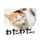 ばーん家のにゃんこ達（個別スタンプ：6）