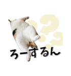ばーん家のにゃんこ達（個別スタンプ：7）