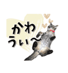 ばーん家のにゃんこ達（個別スタンプ：11）