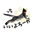 ばーん家のにゃんこ達（個別スタンプ：12）
