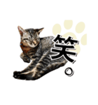 ばーん家のにゃんこ達（個別スタンプ：14）